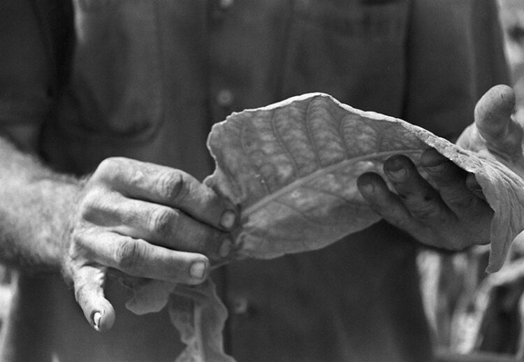 Working Hands I