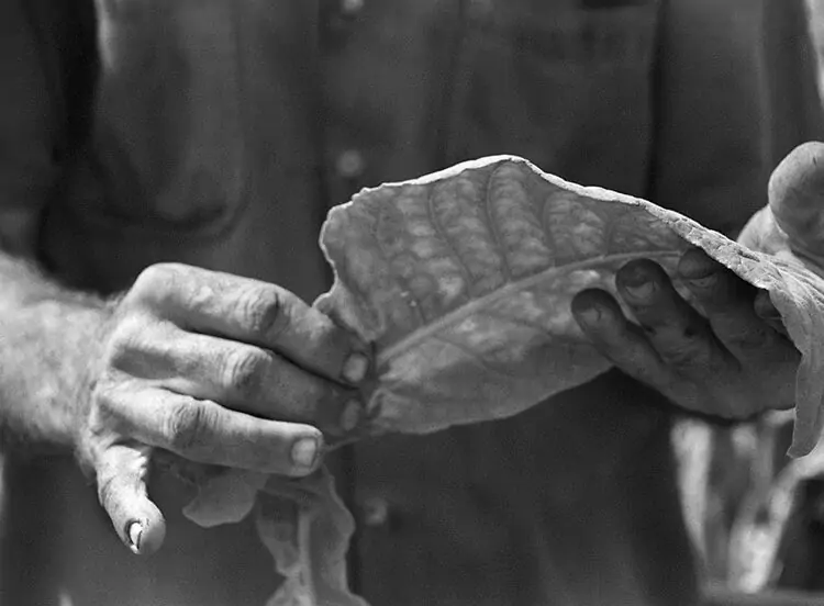 Working Hands I