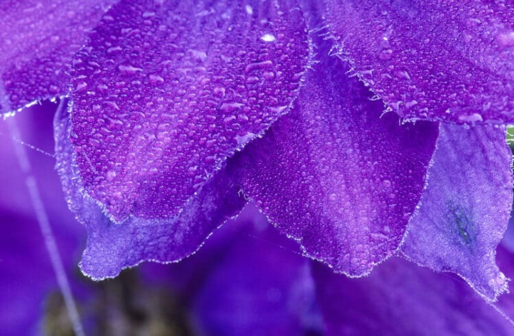 Misty Morning Flower