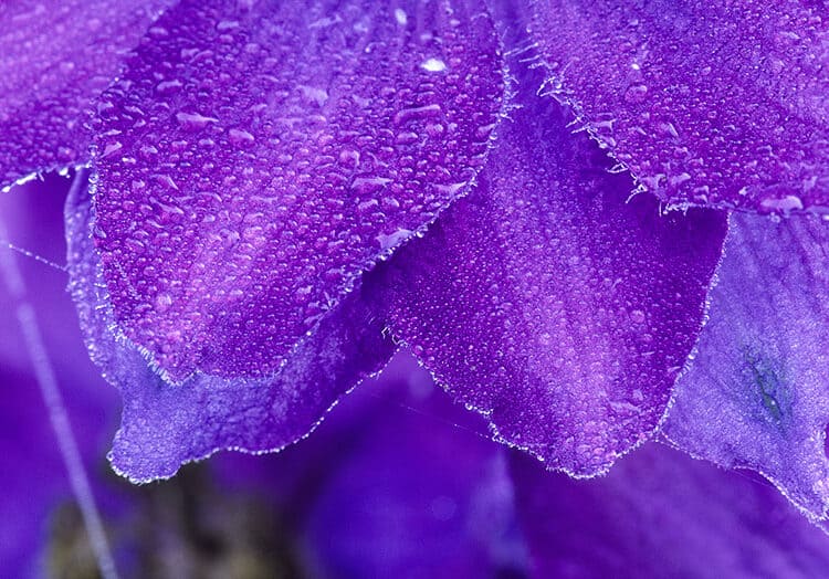 Misty Morning Flower