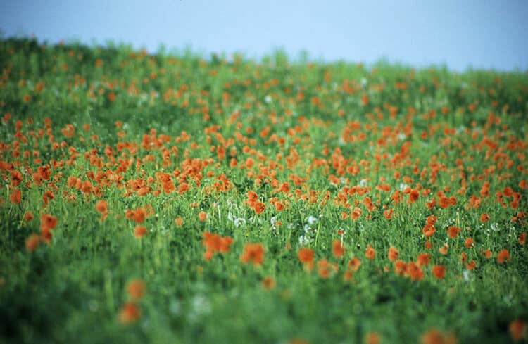 Poppy Fields