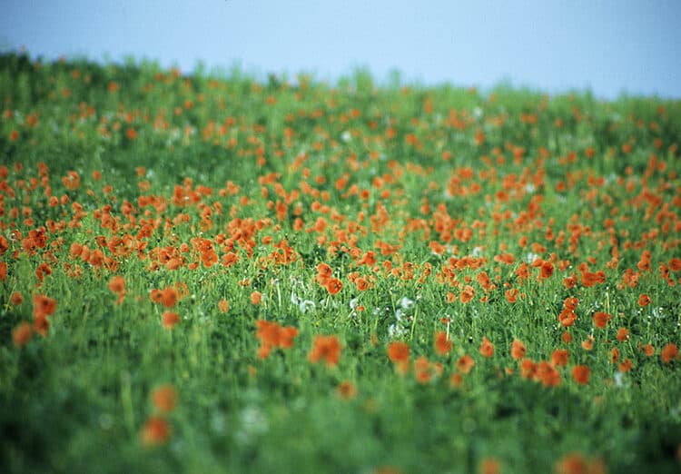 Poppy Fields