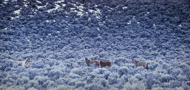 Sage Lands