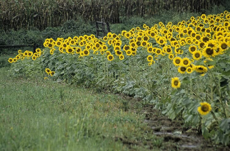 Sunflower Fields