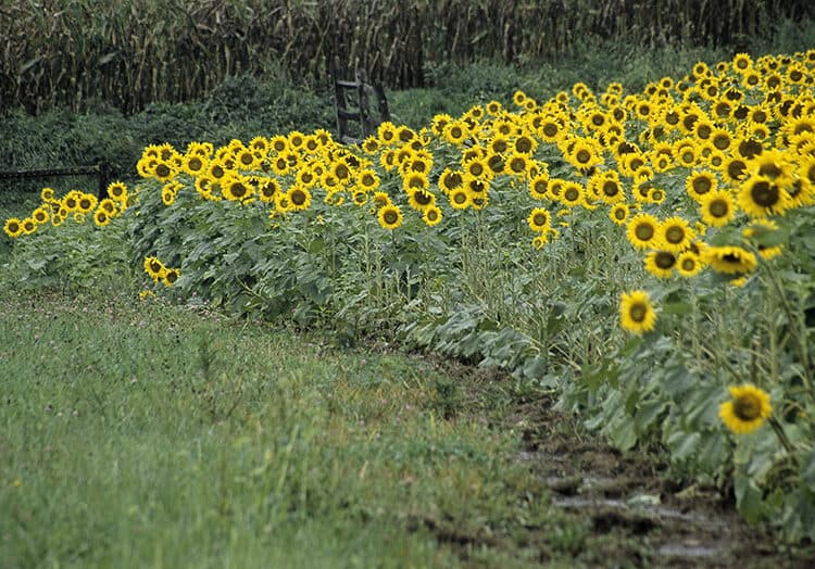Sunflower Fields